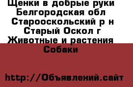 Щенки в добрые руки - Белгородская обл., Старооскольский р-н, Старый Оскол г. Животные и растения » Собаки   